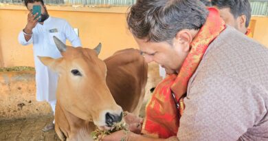 महापौर ने गौशाला में किया गौ पूजन  गौवंशीयों को चारा और गुड़ खिलाकर आशीर्वाद