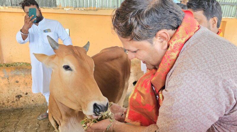 महापौर ने गौशाला में किया गौ पूजन  गौवंशीयों को चारा और गुड़ खिलाकर आशीर्वाद