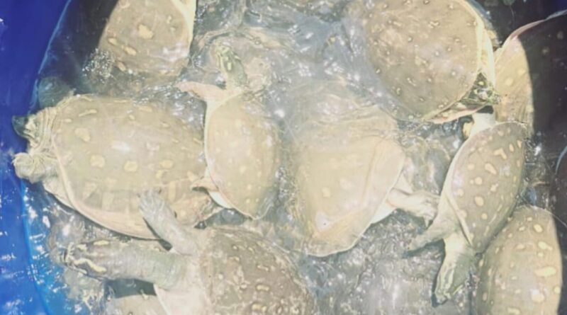गदरपुर में जिंदा 82 कछुवें के साथ तस्कर गिरफ्तार