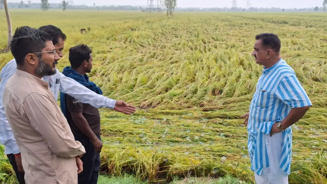 *ओलावृष्टि से बर्बाद धान की फसल का पूर्व विधायक ठुकराल ने लिया जायजा*