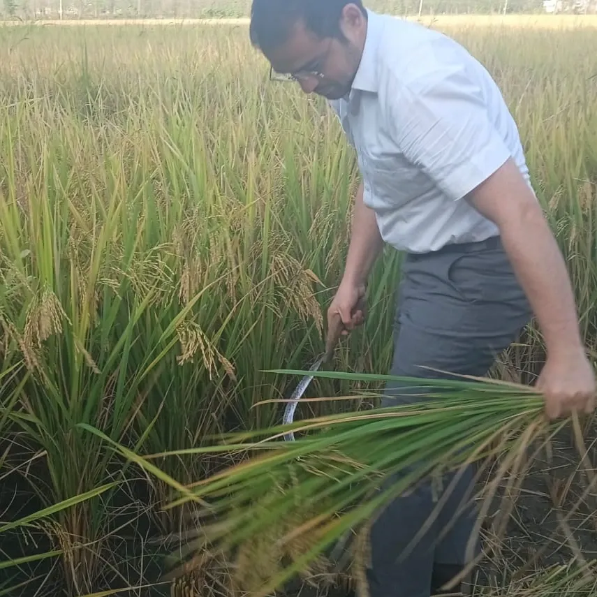 मुख्य विकास अधिकारी दिवेश शाशनी ने खेत में पहुॅचकर की धान की क्राॅप कटिंग