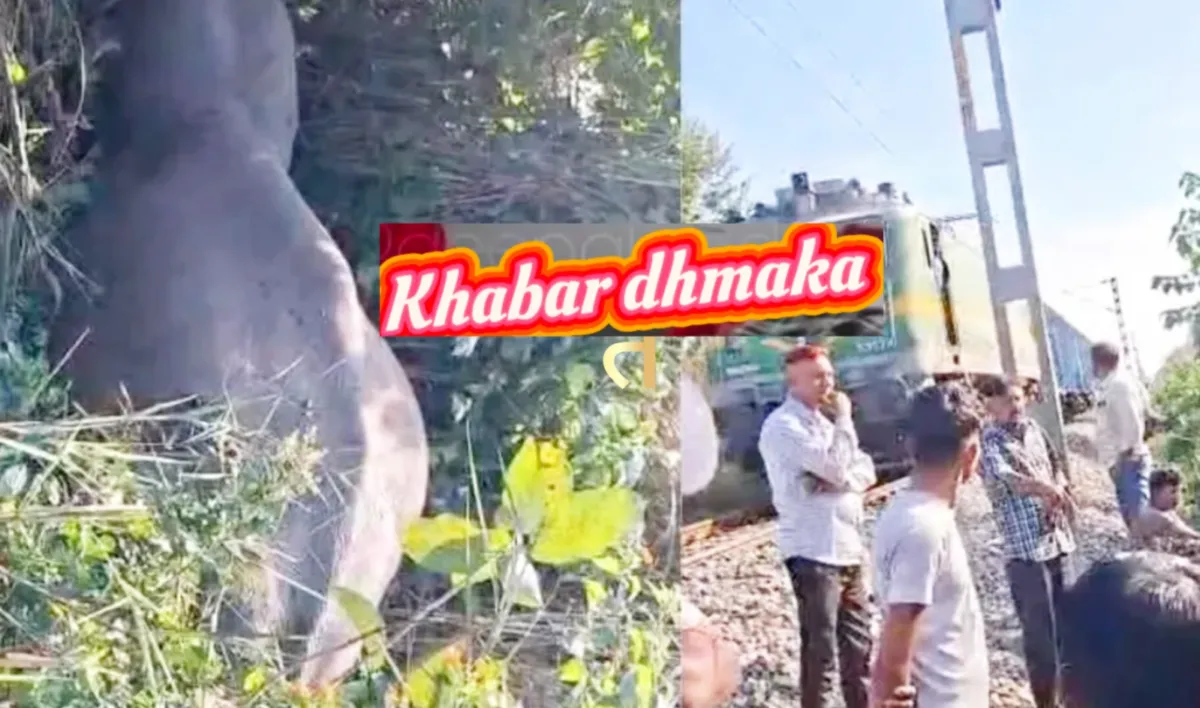 रुद्रपुर में बाघ एक्सप्रेस की टक्कर से हाथी की मौत, रुद्रपुर-लालकुंआ के बीच में हादसे से मचा हड़कंप